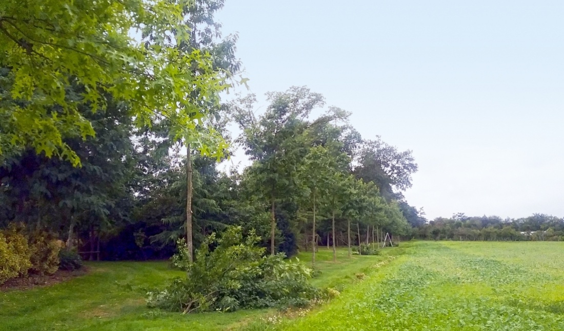 Taille d'&eacute;claircie par l'&eacute;lagage