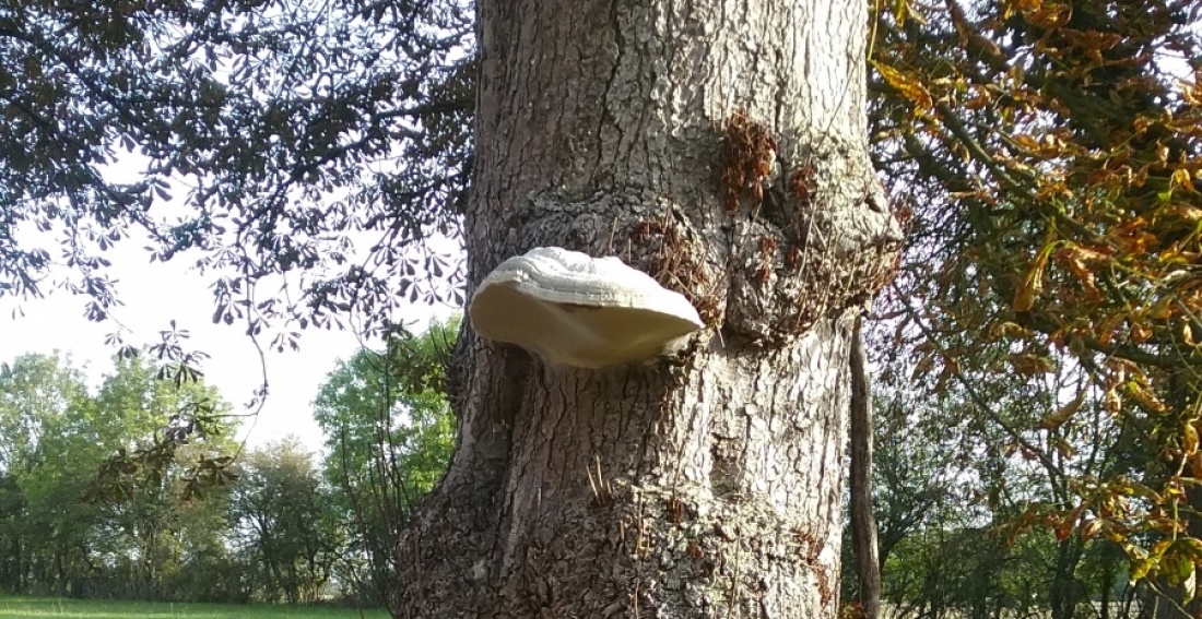 Champignon lignivore