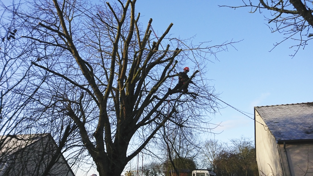 Elagage sous une ligne électrique