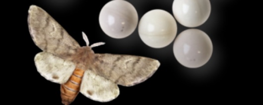 Solution de ph&eacute;romone contre la processionnaire du pin