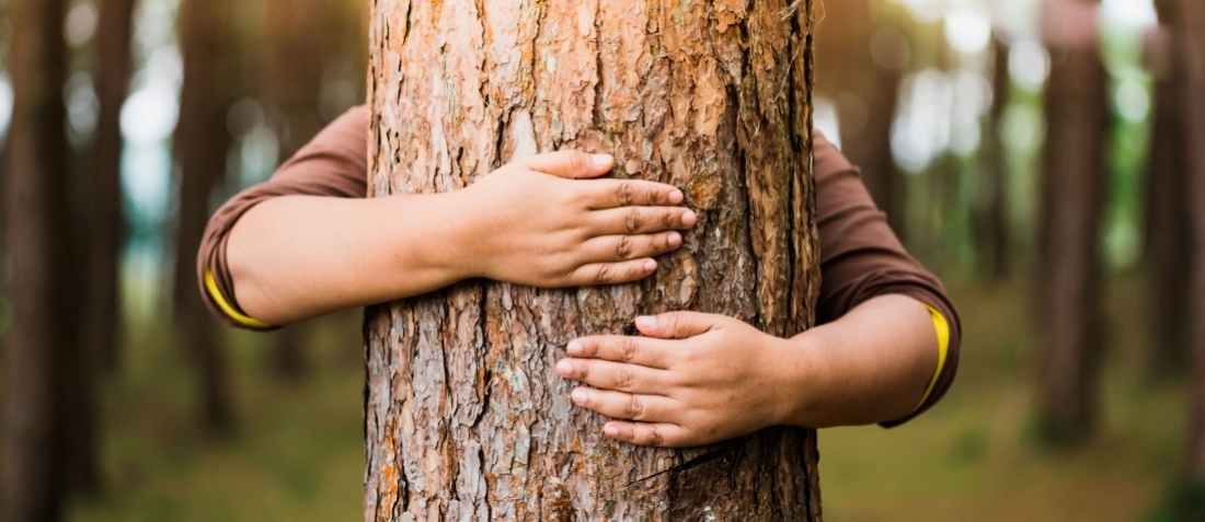En tant que passionnés nous prenons soins de vos arbres