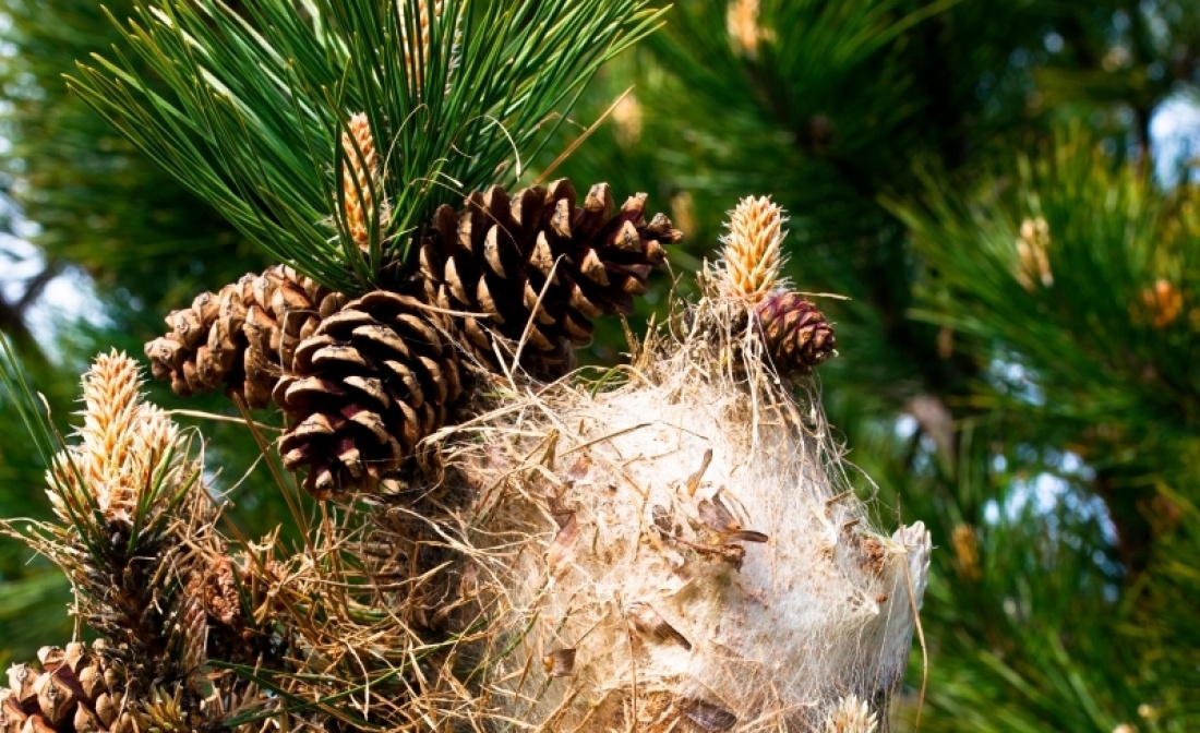 Cocons de chenilles processionaires du pin