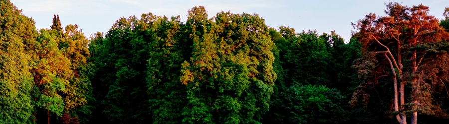 Lutte biologique : Préserver vos arbres de la maladie